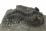 Detailed Hollardops Trilobite Fossil - Ofaten, Morocco #345169-2